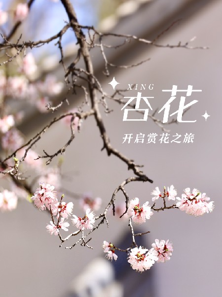 追花指南第六期！杏花雨 楊柳風(fēng) 北京最美的杏花在這里