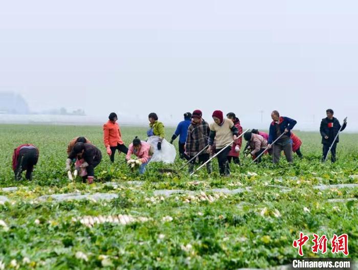 蔬菜基地工人正搶抓農(nóng)時采收蘿卜?！?汪澤民 攝