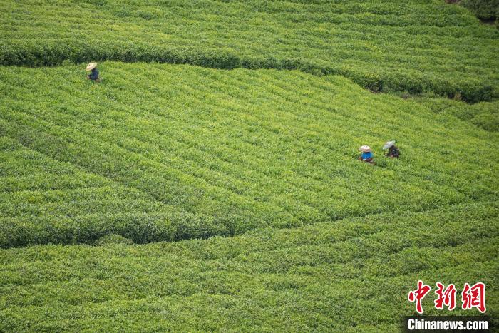 茶農(nóng)采摘谷雨茶。　唐哲 攝