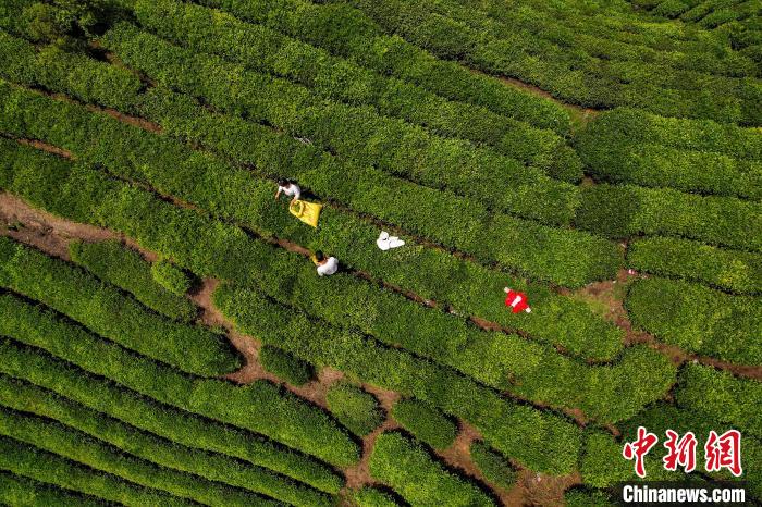 茶農(nóng)正在采摘新鮮茶葉?！√普?攝