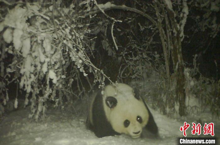 四川寶興：野生大熊貓在雪地中“賣萌”