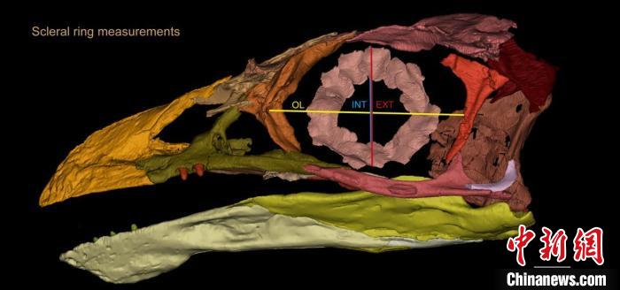 熱河鳥STM3-8化石標本的鞏膜環(huán)復原及測量示意圖?！『?供圖