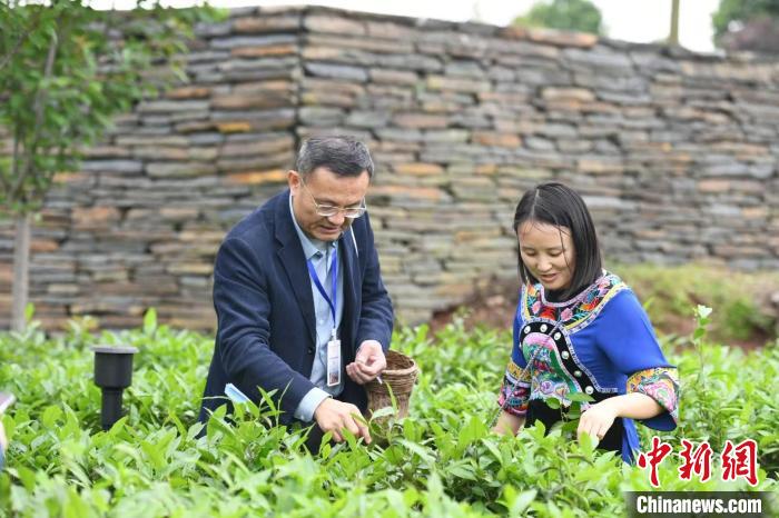 東盟國家媒體記者在辰龍關(guān)茶園采茶?！钊A峰 攝