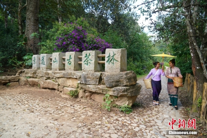 普洱景邁山古茶林文化景觀位于中國(guó)云南省普洱市瀾滄拉祜族自治縣惠民鎮(zhèn)。<a target='_blank' href='/' _fcksavedurl='/'><p  align=