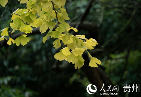 觀山湖公園秋意漸濃。人民網(wǎng) 陽茜攝