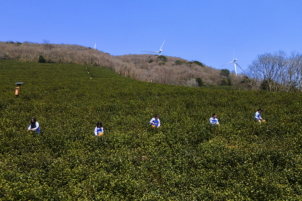 茶農們搶抓晴好天氣采摘春茶。楊云中攝