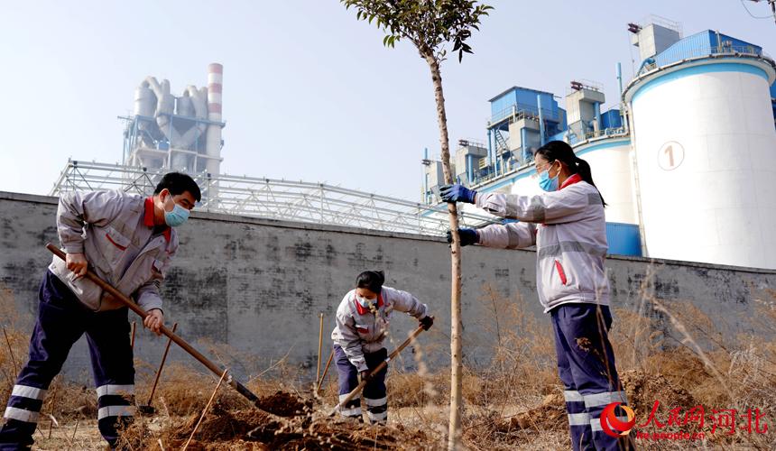 邢臺金隅職工在石邢公路沿線植樹。 宋繼昌攝