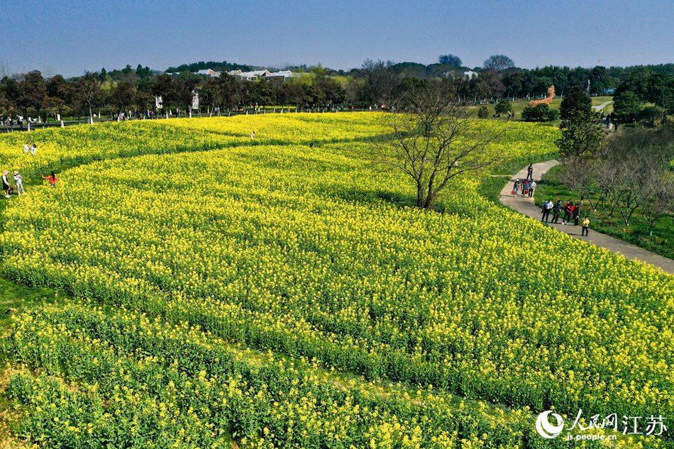 高淳區(qū)椏溪國際慢城桃花扇廣場油菜花田。劉列攝