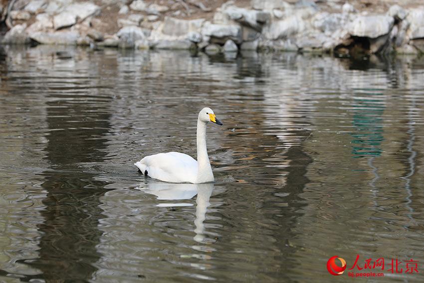 北京動物園水禽湖上，水鳥游弋其中，傳遞春的消息。人民網(wǎng) 尹星云攝