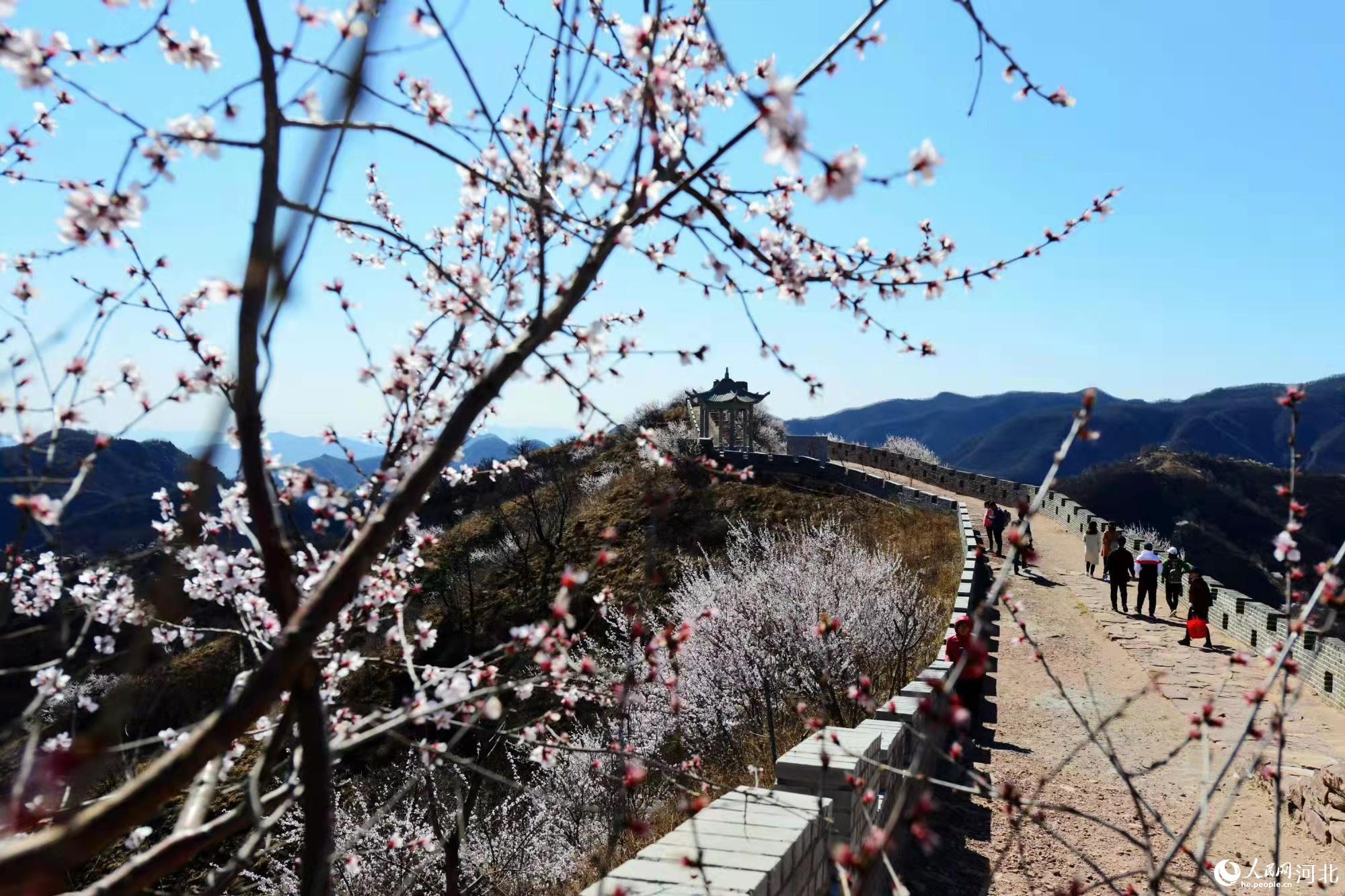 邢臺九龍峽景區(qū)鮮花盛開。 馬健攝