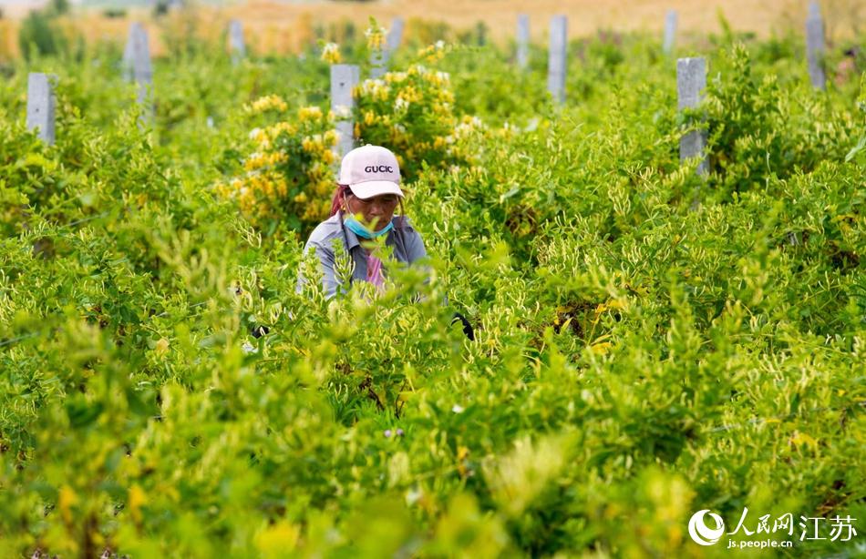 淮安市淮安區(qū)復興鎮(zhèn)的金銀花進入采摘黃金期。紀星名攝