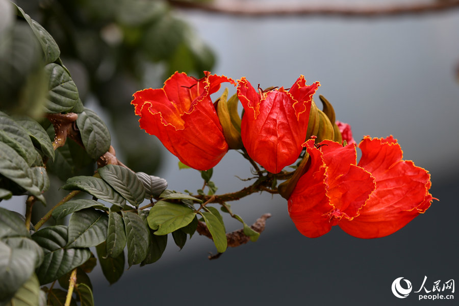 火焰木花朵呈紅色或橙紅色。人民網(wǎng) 陳博攝