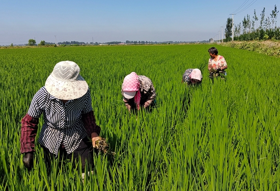 7月15日，農(nóng)民在河北省玉田縣石臼窩鎮(zhèn)王家樓村稻田勞作。 張仁杰攝