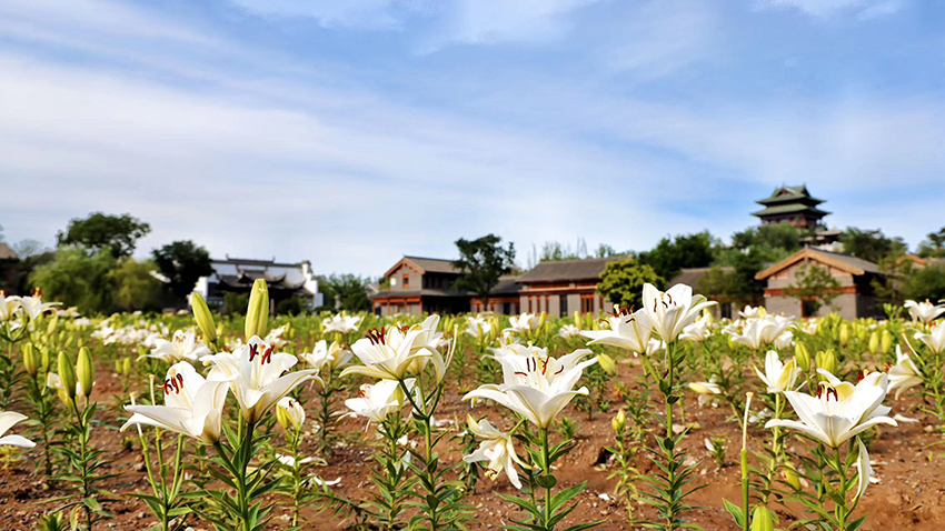 北京世園公園百合陸續(xù)盛放。（北京世園公園供圖）