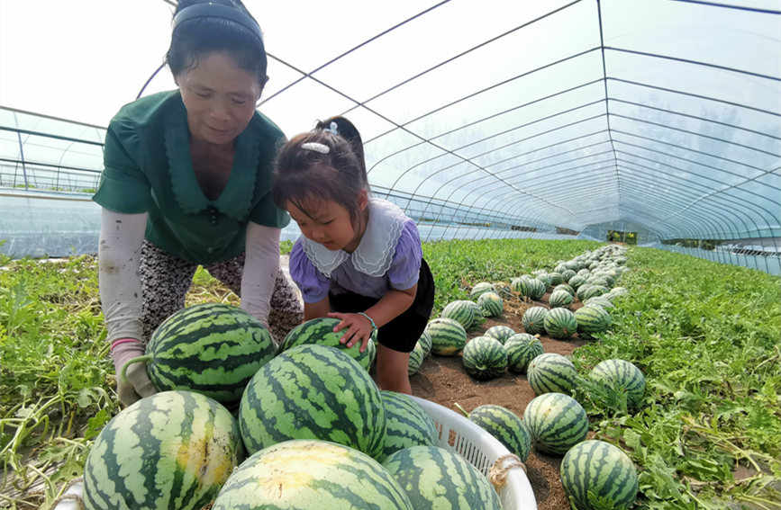 在北辰區(qū)雙街鎮(zhèn)的西瓜種植基地內(nèi)，種植農(nóng)戶們正忙著采收。陳立興攝