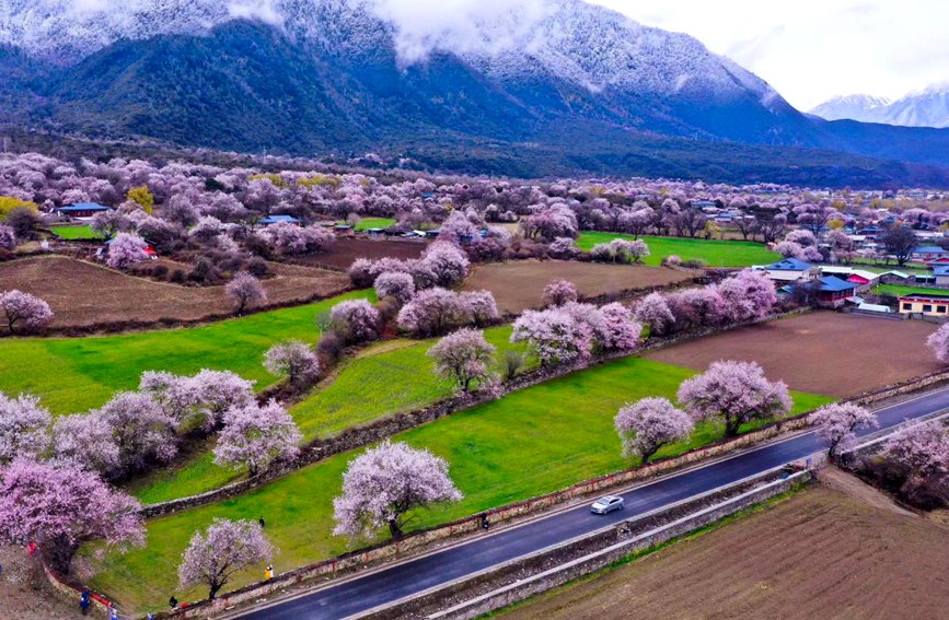 波密縣傾多鎮(zhèn)如納村盛開的桃花。徐馭堯攝