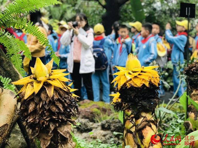 植物館里的地涌金蓮。地涌金蓮原產(chǎn)中國云南，為中國特產(chǎn)花卉。人民網(wǎng) 董兆瑞攝