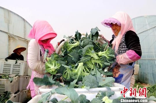 臨澤縣蓼泉鎮(zhèn)灣子村種植基地里豐收的西藍(lán)花。　趙學(xué)榮 攝