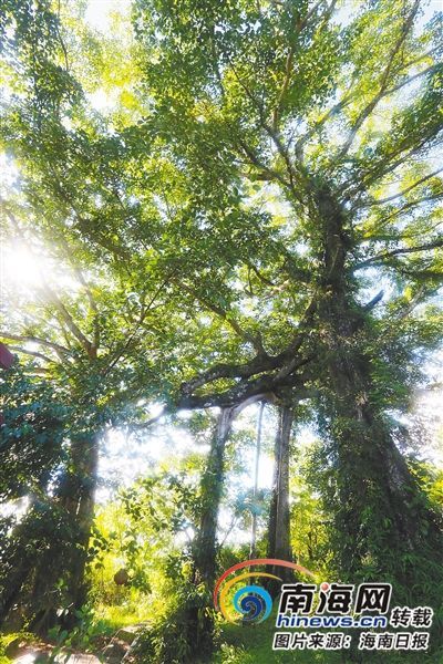 百花嶺雨林文化旅游區(qū)內(nèi)的百年古榕樹。海南日報記者 蘇曉杰 攝