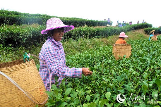 信良村茶葉種植基地里，婦女們在忙著采摘茶葉