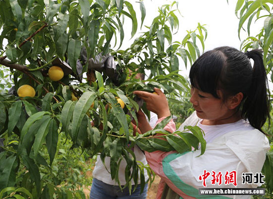 圖為秦皇島市撫寧區(qū)“首屆黃桃文化節(jié)”開幕。 許慧敏 攝