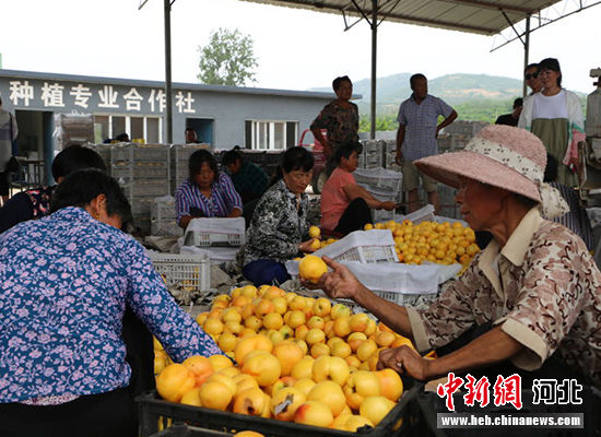 圖為秦皇島市撫寧區(qū)“首屆黃桃文化節(jié)”開幕。 許慧敏 攝