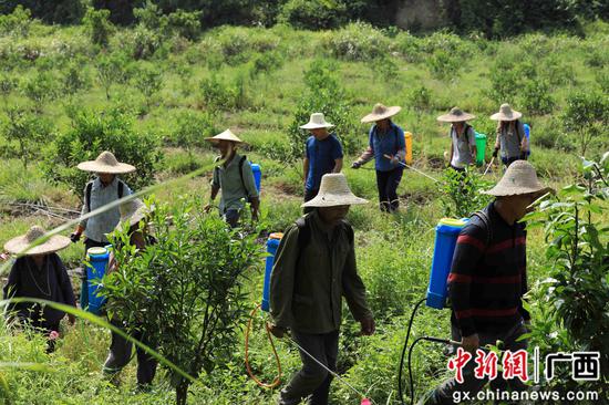 8月18日，在廣西柳州市融安縣大良鎮(zhèn)古蘭村古蘭屯，村民在金桔基地打藥。譚凱興 攝