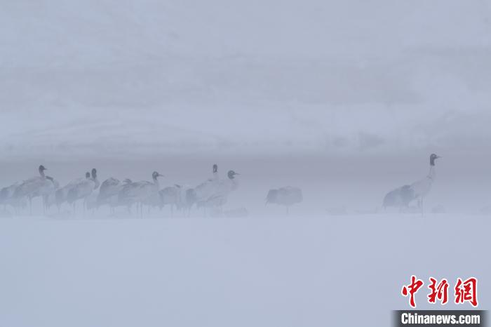 超美！黑頸鶴雪中嬉戲“翩翩起舞”