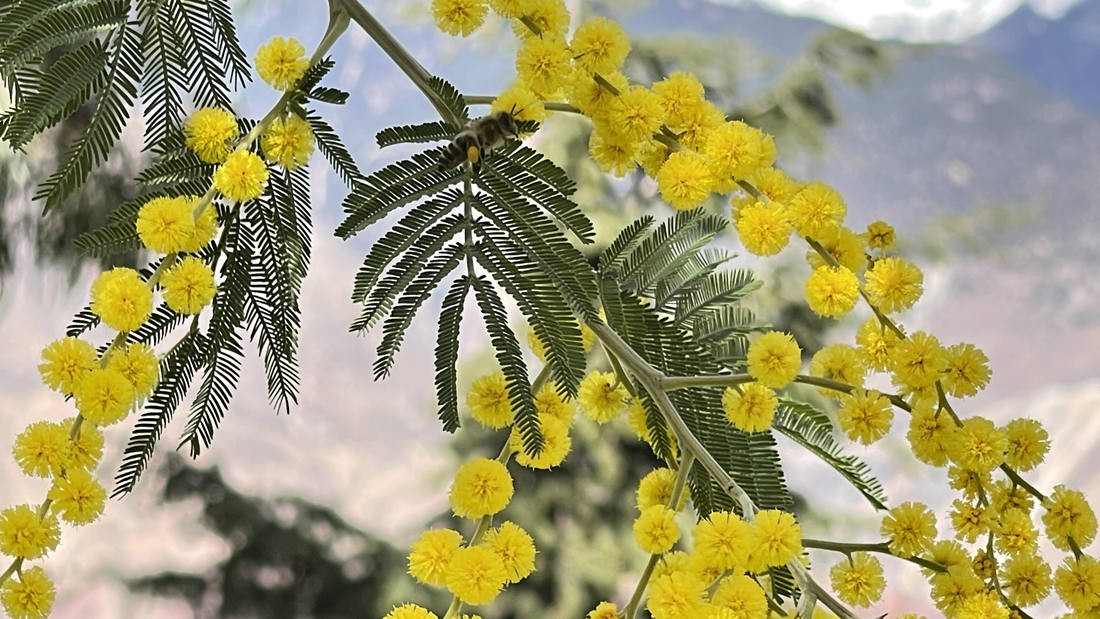 蜜蜂在金合歡花枝上休憩。