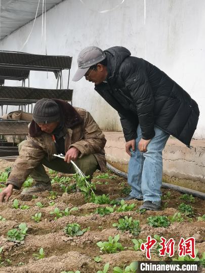 圖為尼瑪扎西(右)與西藏農(nóng)民聊天(資料圖)。西藏農(nóng)科院 供圖