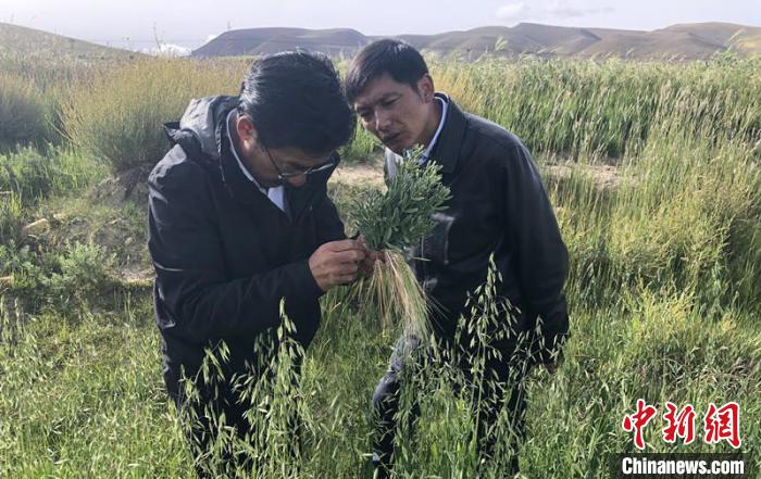 圖為尼瑪扎西(左)在青稞種植地調(diào)研(資料圖)。西藏農(nóng)科院 供圖