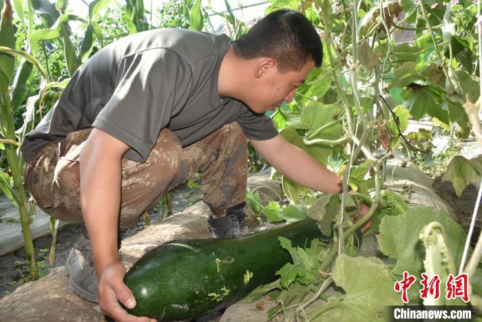 圖為阿里軍分區(qū)某邊防團官兵在溫室摘菜?！￡悋[岳 攝