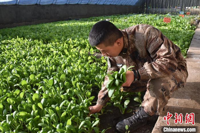 圖為阿里軍分區(qū)某邊防團官兵在溫室摘菜。　陳嘯岳 攝