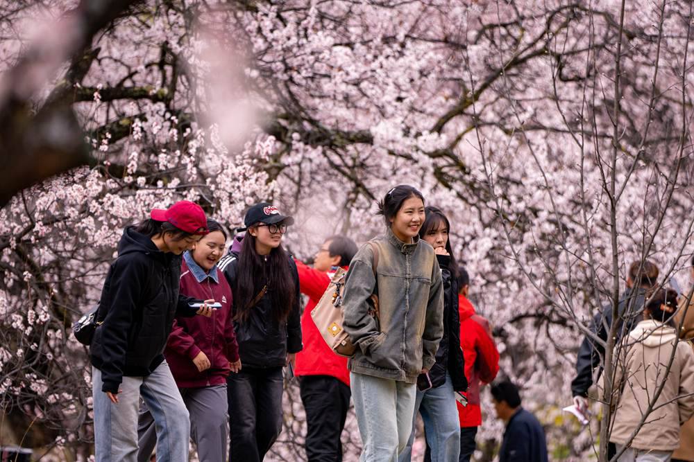 桃花盛開(kāi)惹人醉，八方游客賞花來(lái)。徐馭堯攝