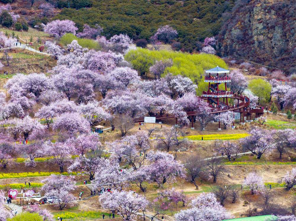 桃花盛開(kāi)惹人醉，八方游客賞花來(lái)。徐馭堯攝