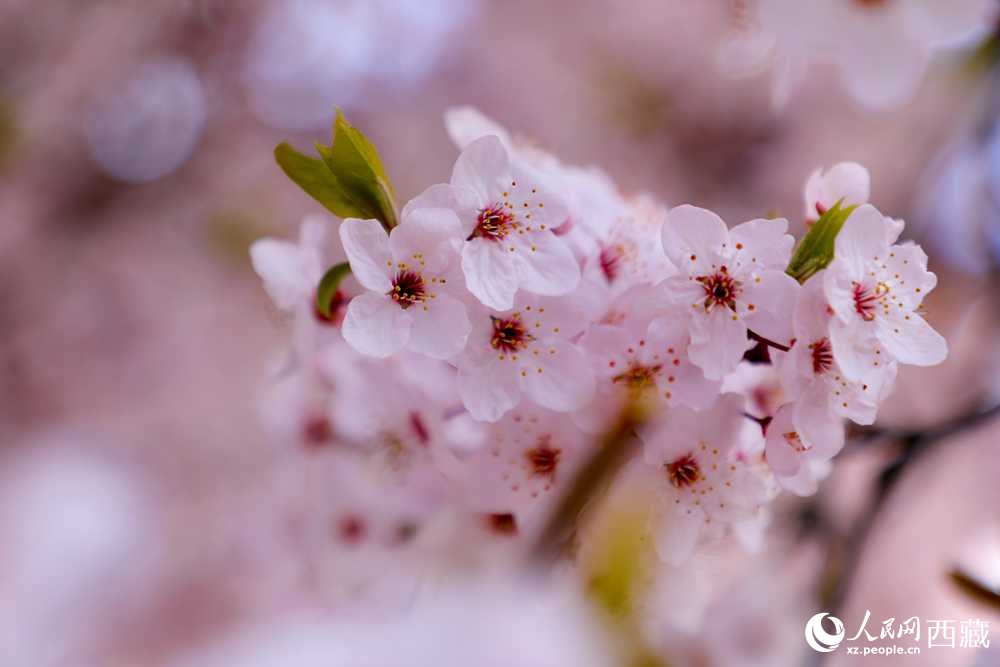 桃花盛開(kāi)惹人醉。人民網(wǎng)記者 次仁羅布攝