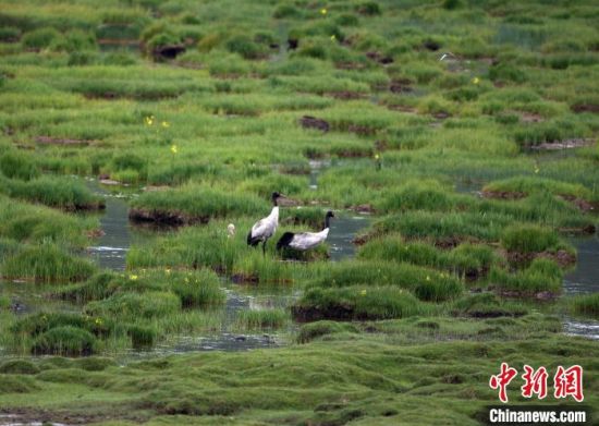 圖為祁連山國家公園青海片區(qū)內(nèi)的黑頸鶴?！∑钸B山國家公園青海省管理局供圖 攝