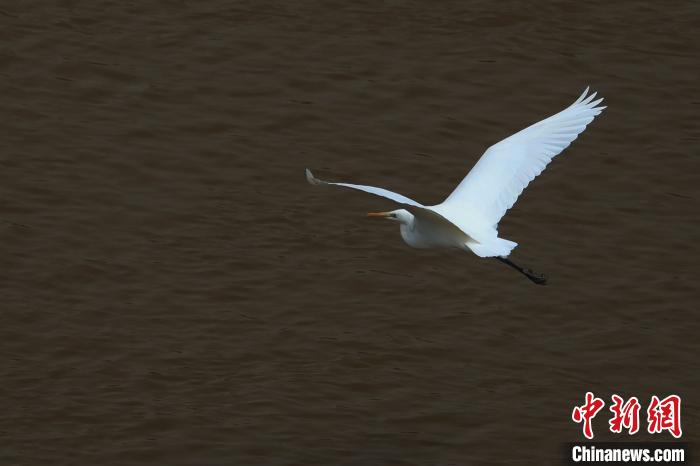 青海“母親河”湟水水質(zhì)改善引鷺鳥嬉戲