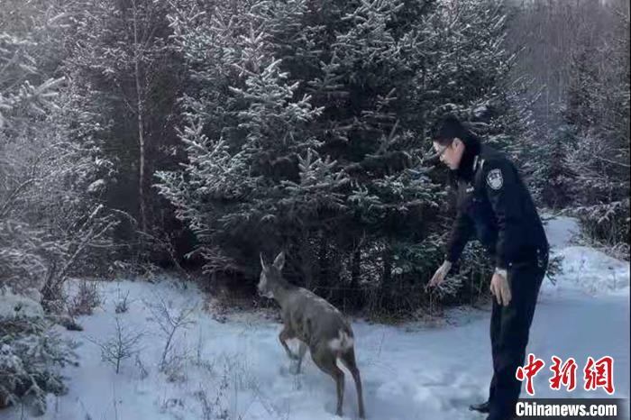 青海大通森林警察救助兩只野生動物