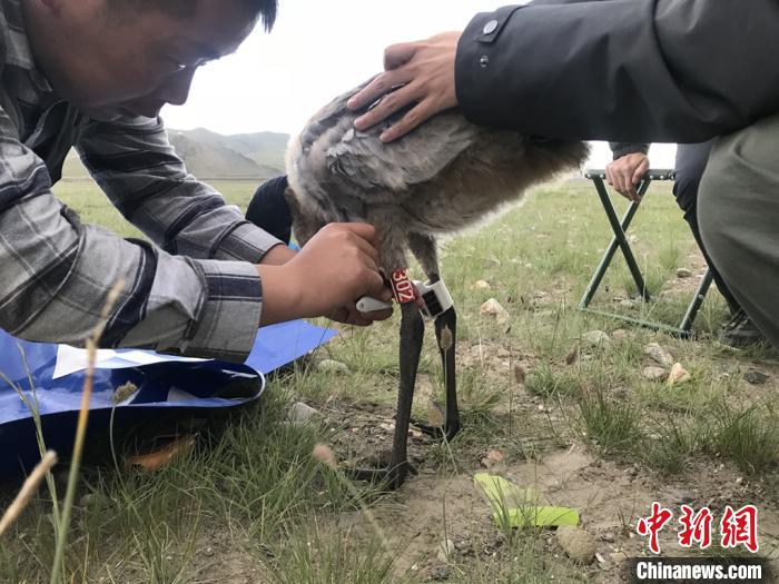 圖為研究人員為黑頸鶴佩戴GPS跟蹤設(shè)備。祁連山國(guó)家公園青海省管理局供圖