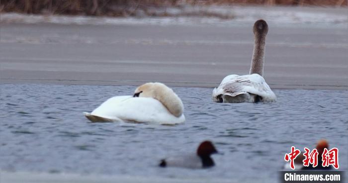 圖為疣鼻天鵝水面休憩。　青海國家公園觀鳥協(xié)會供圖 攝