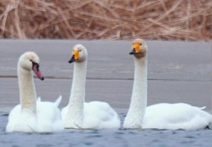 圖為疣鼻天鵝與大天鵝?！∏嗪夜珗@觀鳥協會供圖 攝