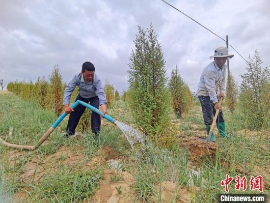 圖為扎西和村民給樹澆水?！∑钤鲚怼z