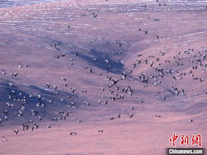 圖為黑頸鶴翔集于青海嘉塘草原上。　青海省玉樹藏族自治州稱多縣委宣傳部供圖