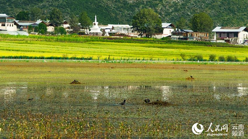 納帕海成為鳥類遷徙停留地。呂昊辰攝