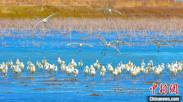 沿海濕地，鳥類天堂?！←}城市委宣傳部供圖