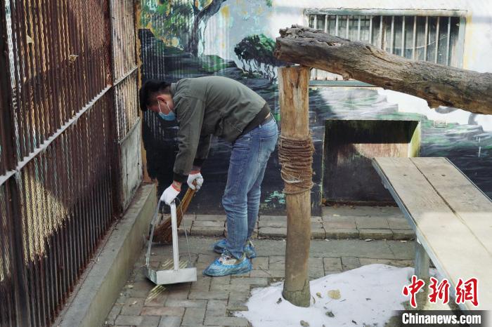 圖為雪豹“奶爸”史壽軍正在打掃豹館衛(wèi)生?！●R銘言 攝