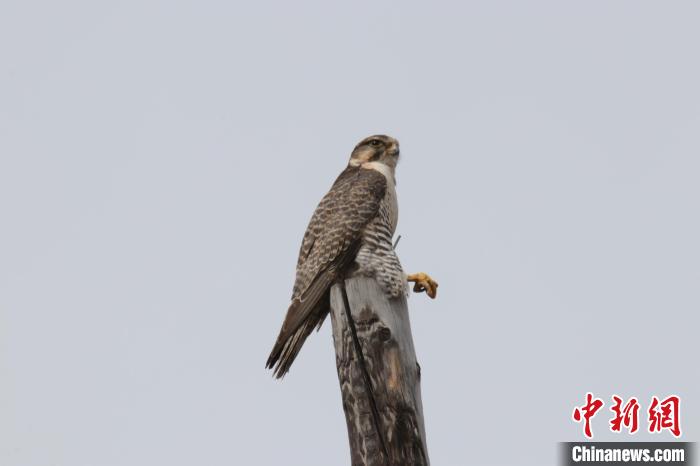 青?，斂珊訃?guó)家濕地公園鳥類監(jiān)測(cè)達(dá)44種