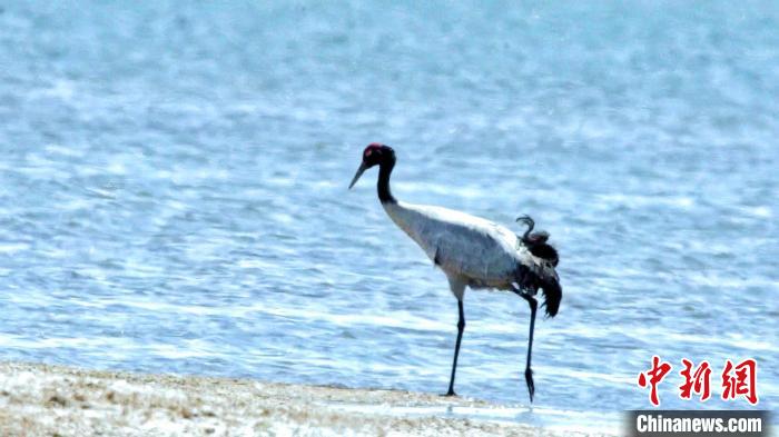 圖為黑頸鶴在青海湖畔散步?！《砣詹囟?攝