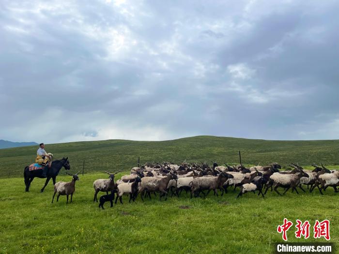 “三江源”腹地有機(jī)大牧場：科學(xué)養(yǎng)殖讓畜產(chǎn)品走出“深閨”